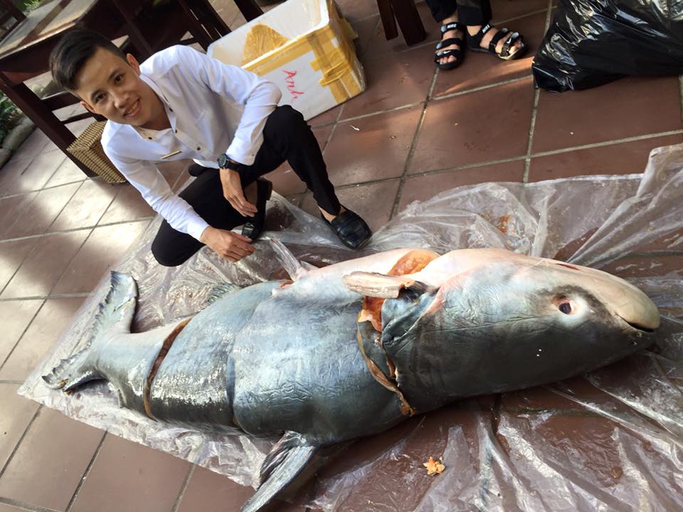 Cá Tra Dầu là loài cá nước ngọt lớn nhất thế giới. Cá Tra Dầu tại Làng Nghệ có kích thước cũng thuộc hàng khủng và hiếm gặp lên tới 150 - 170kg.