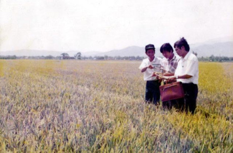 Ông Nguyễn Bá Thanh (ngoài cùng bên phải) đi kiểm tra ruộng lúa.